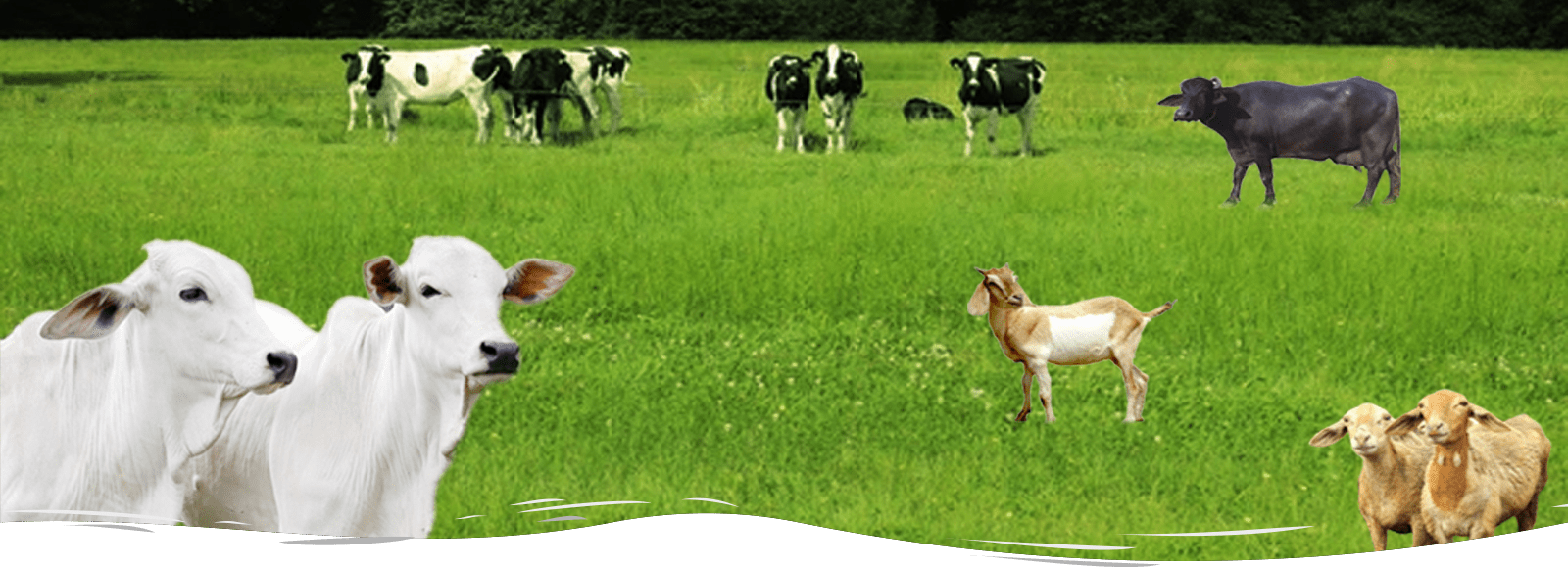 Vaster Life Sciences Livestock Banner