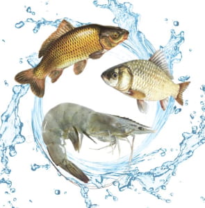 Vaster Life Sciences Aquaculture