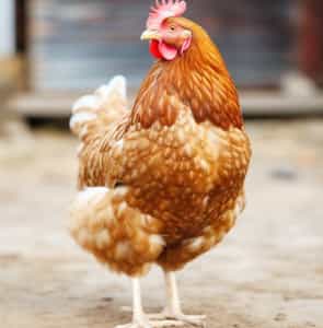 Vaster Life Sciences Poultry