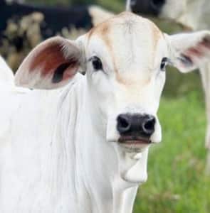 Vaster Life Sciences Veterinary